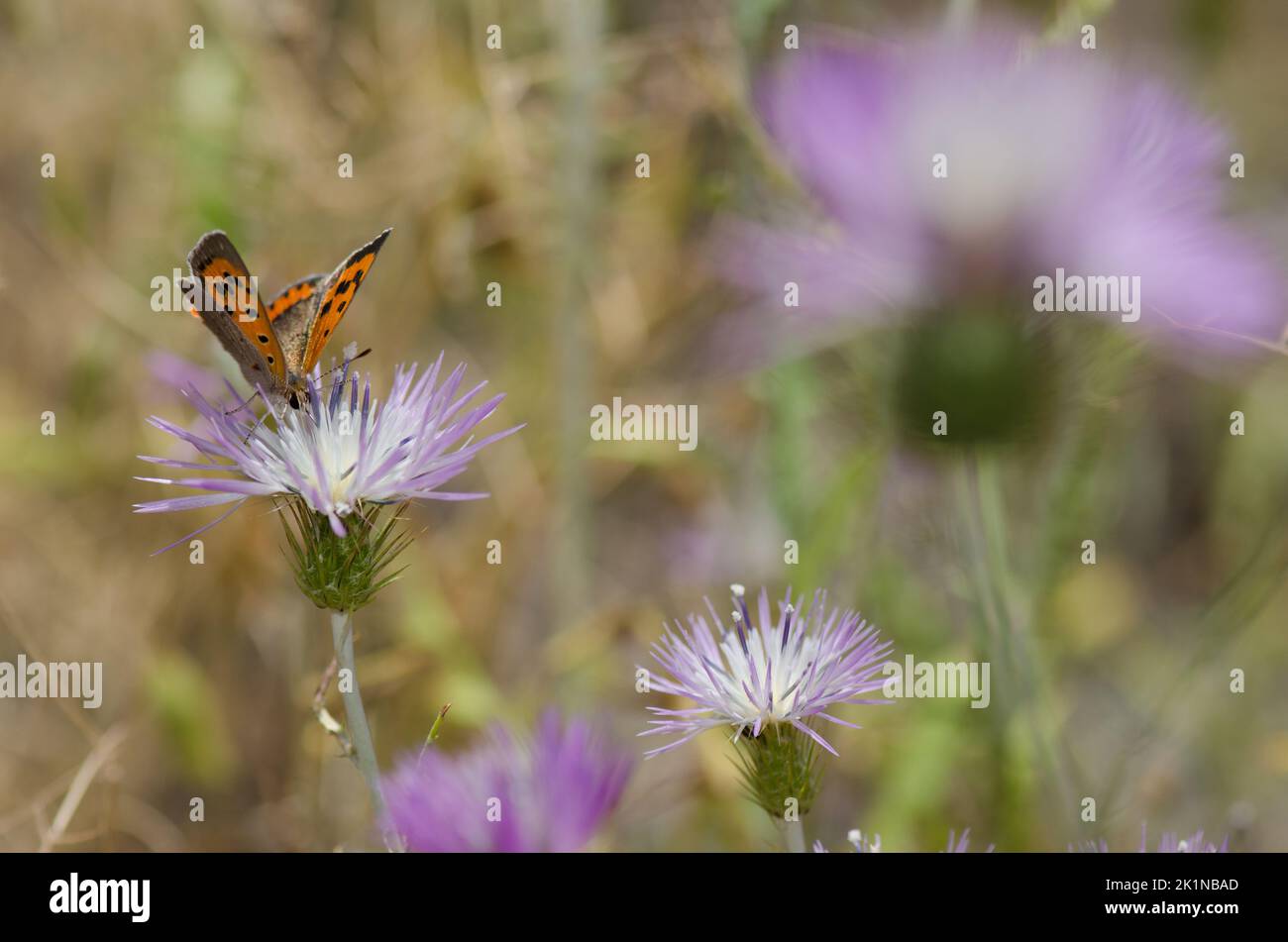 Petit cuivre Lycaena phlaeas se nourrissant d'une fleur de chardon-Marie violet Galatites tomentosa. Réserve d'Inagua. Grande Canarie. Îles Canaries. Espagne. Banque D'Images