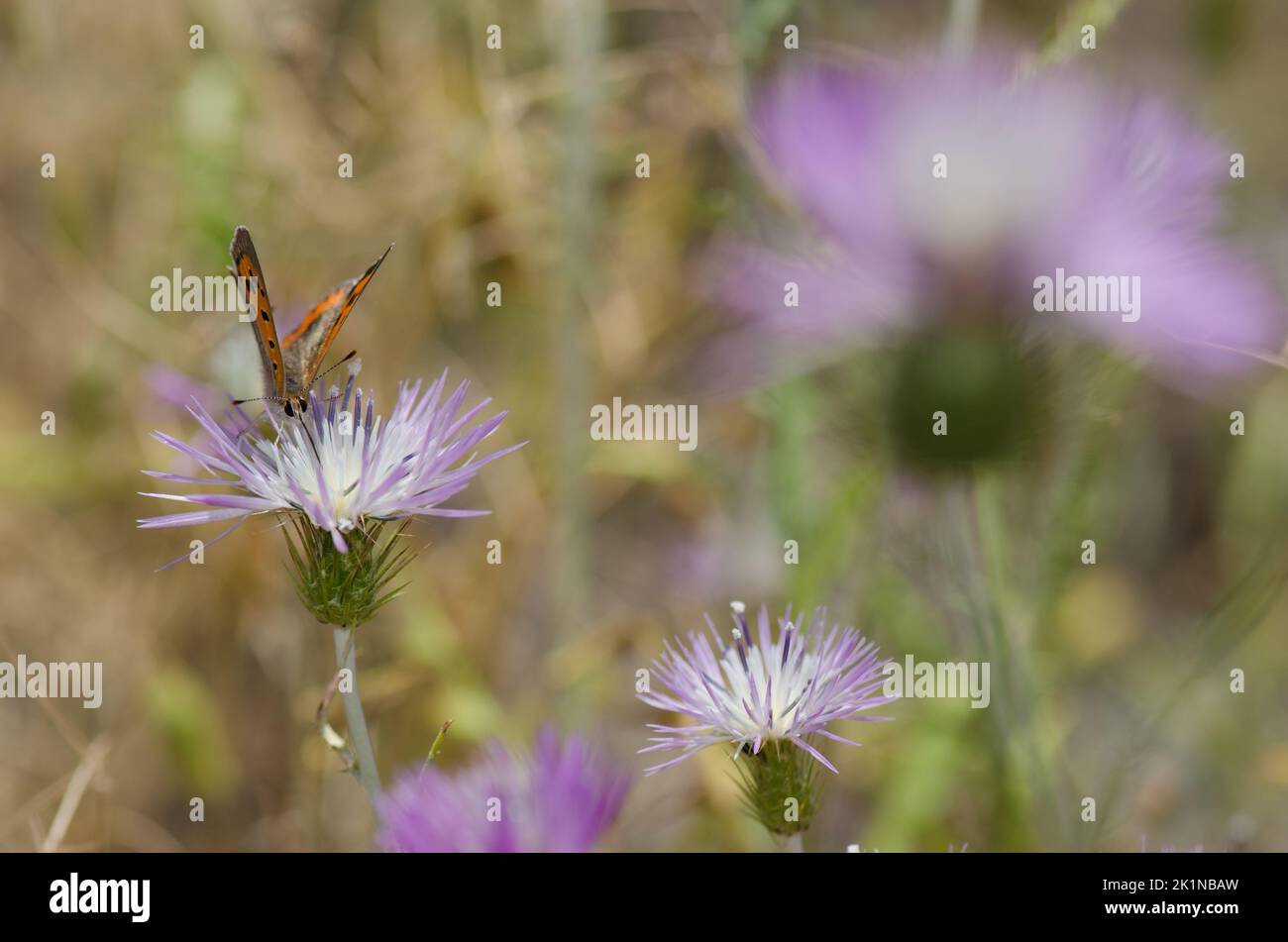 Petit cuivre Lycaena phlaeas se nourrissant d'une fleur de chardon-Marie violet Galatites tomentosa. Réserve d'Inagua. Grande Canarie. Îles Canaries. Espagne. Banque D'Images