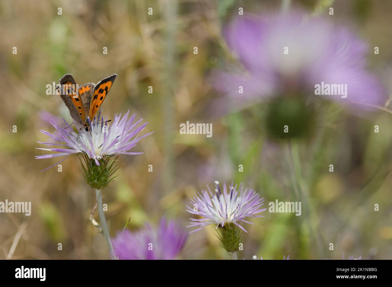 Petit cuivre Lycaena phlaeas se nourrissant d'une fleur de chardon-Marie violet Galatites tomentosa. Réserve d'Inagua. Grande Canarie. Îles Canaries. Espagne. Banque D'Images