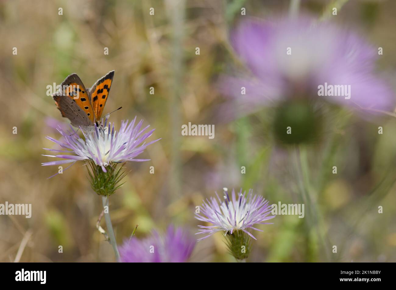 Petit cuivre Lycaena phlaeas se nourrissant d'une fleur de chardon-Marie violet Galatites tomentosa. Réserve d'Inagua. Grande Canarie. Îles Canaries. Espagne. Banque D'Images