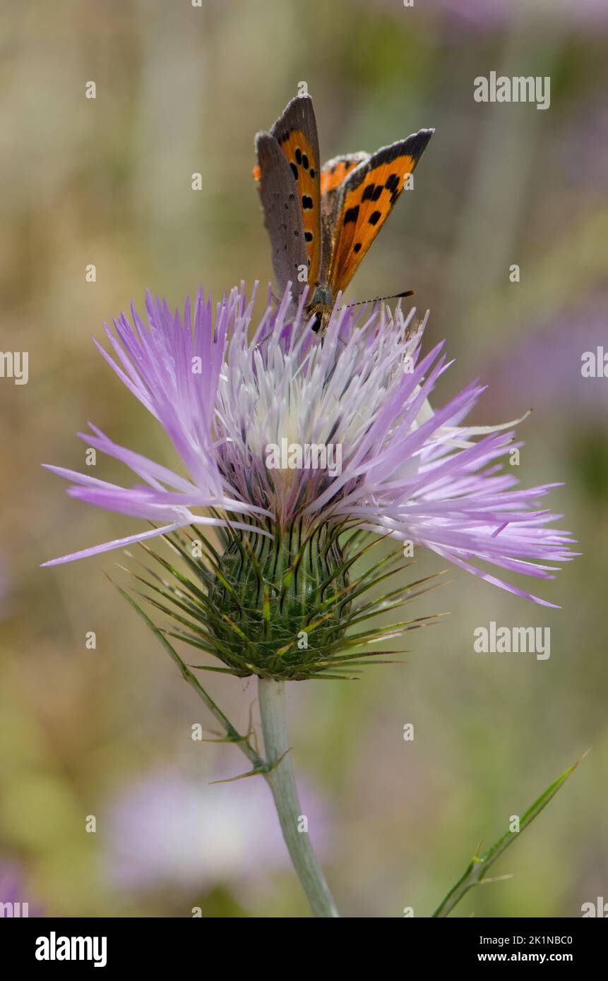 Petit cuivre Lycaena phlaeas se nourrissant d'une fleur de chardon-Marie violet Galatites tomentosa. Réserve d'Inagua. Grande Canarie. Îles Canaries. Espagne. Banque D'Images