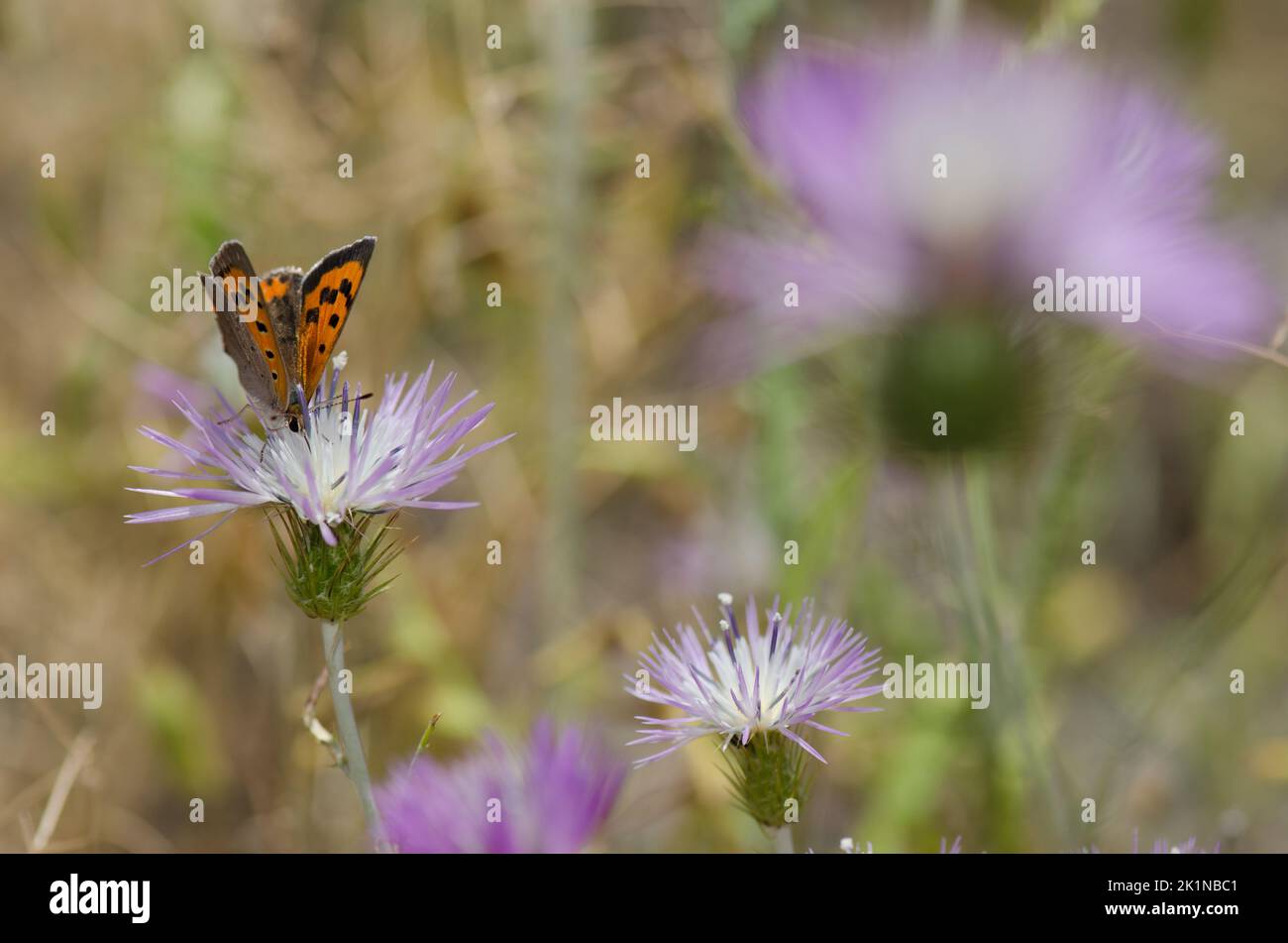 Petit cuivre Lycaena phlaeas se nourrissant d'une fleur de chardon-Marie violet Galatites tomentosa. Réserve d'Inagua. Grande Canarie. Îles Canaries. Espagne. Banque D'Images