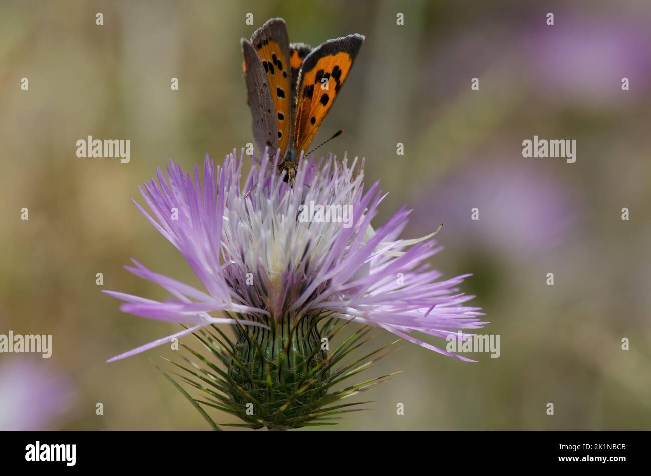 Petit cuivre Lycaena phlaeas se nourrissant d'une fleur de chardon-Marie violet Galatites tomentosa. Réserve d'Inagua. Grande Canarie. Îles Canaries. Espagne. Banque D'Images