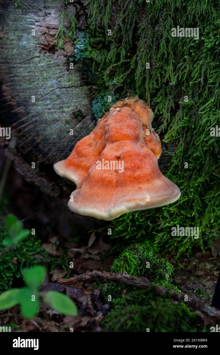 Champignons singuliers dans un éclairage subdué dans une réserve naturelle de Norfolk. ROYAUME-UNI Banque D'Images