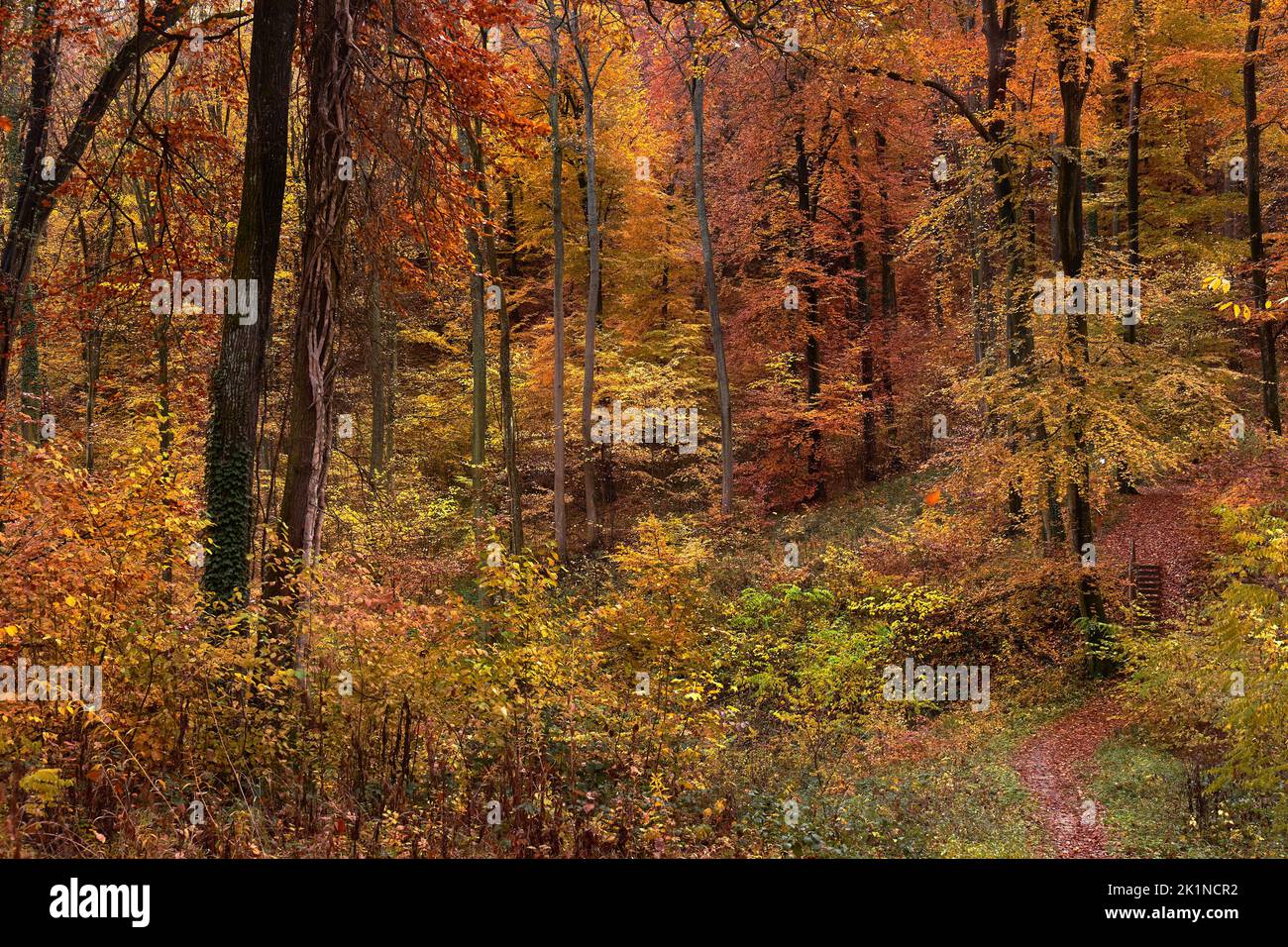 Couleurs d'automne dans une forêt Banque D'Images