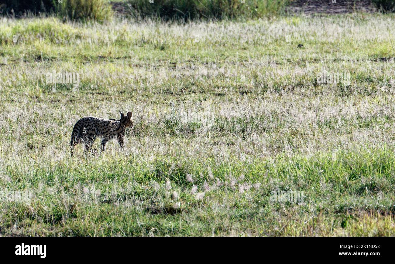 Chat de Tsavo (serval) dans son habitat naturel Banque D'Images