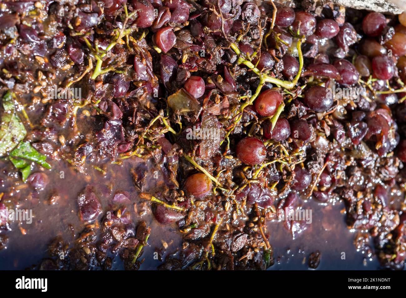 Gros plan des raisins qui ont été broyés à pied dans une chambre en pierre au festival rural Statos-Agios Fotios, dans la région de paphos, à Chypre. Banque D'Images