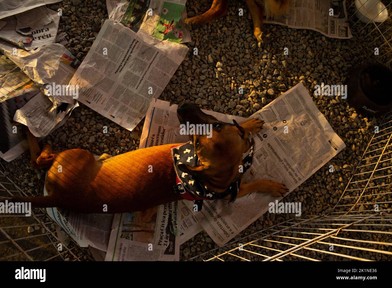 Goias, Brésil – 17 septembre 2022 : un chien au caramel, allongé sur des feuilles de journaux, exposé à l'intérieur d'un stylo à une foire d'adoption animale. Banque D'Images