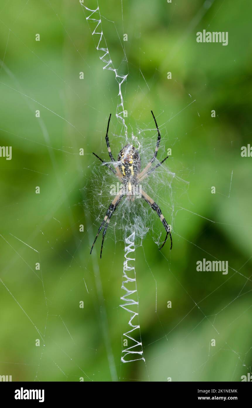 Argiope noir et jaune, l'Argiope aurantia Banque D'Images