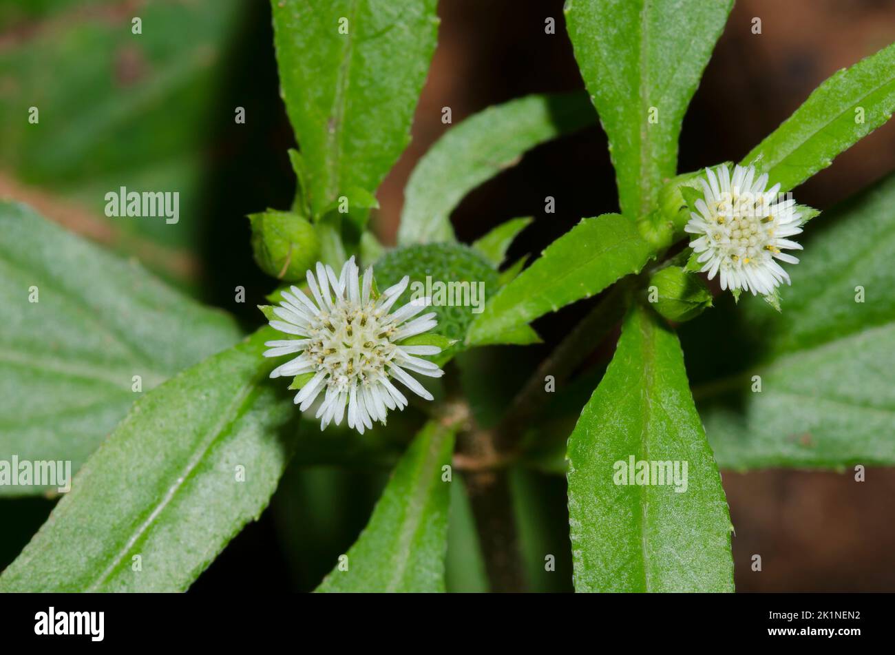 Faux Daisy, Eclipta prostrata Banque D'Images
