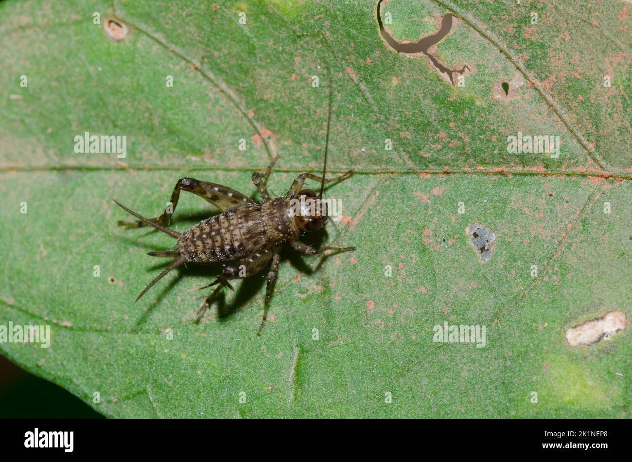 Ground Cricket, sous-famille Nemobiinae, femelle nymphe Banque D'Images