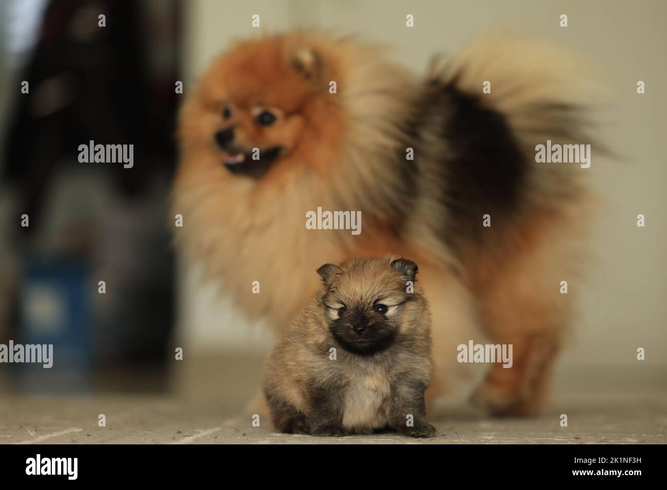 Poméranie. Mignon moelleux adorable Pomeranian et petit chiot Banque D'Images