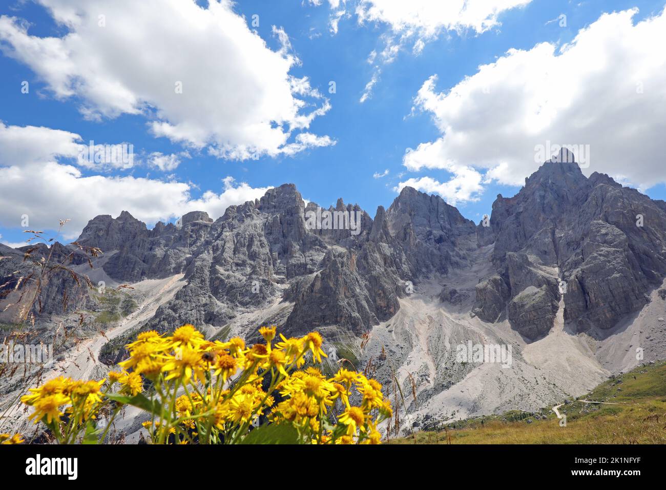 Fleurs jaunes d'Arnica Montana et des Dolomites dans les Alpes européennes du nord de l'Italie Banque D'Images