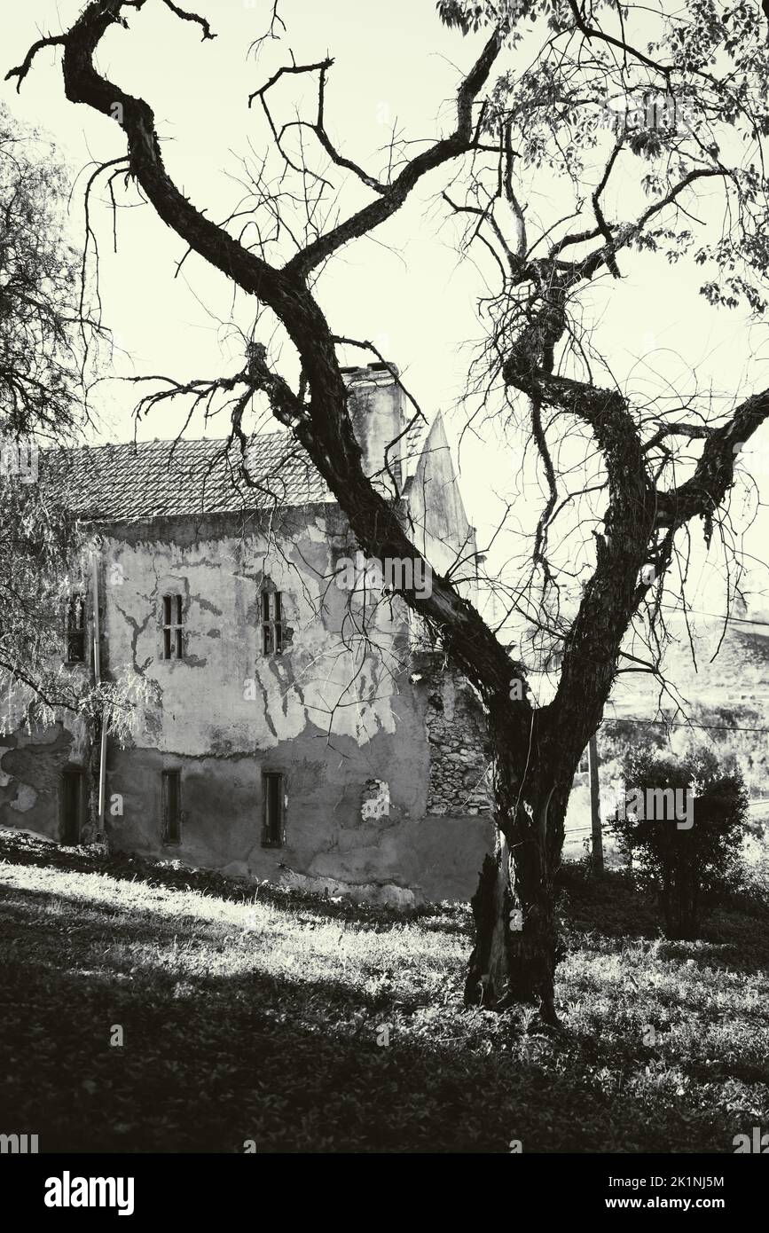 Un cliché vertical noir et blanc avec un vieux arbre sec et pittoresque mort au premier plan et une maison en pierre abandonnée en toile de fond sur un soleil Banque D'Images