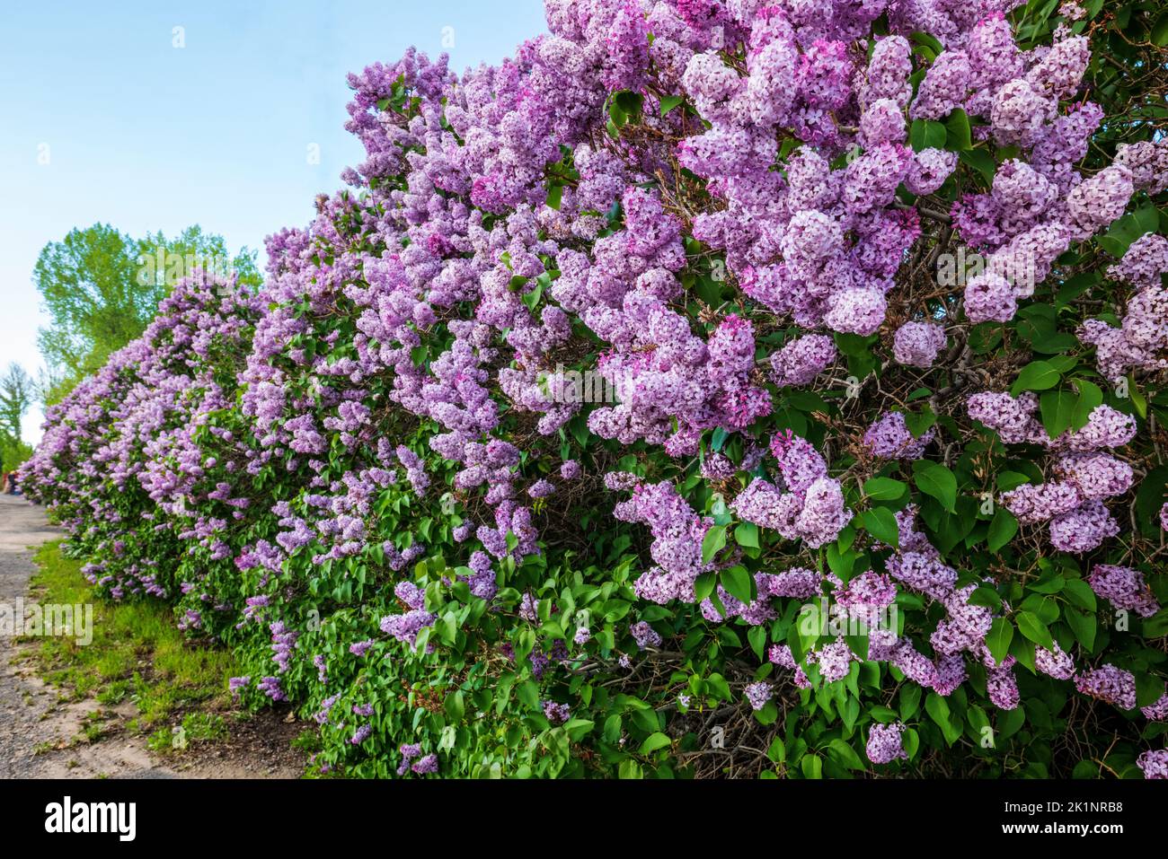 Arbustes lilas en pleine floraison estivale; Buffalo; Wyoming; États-Unis Banque D'Images