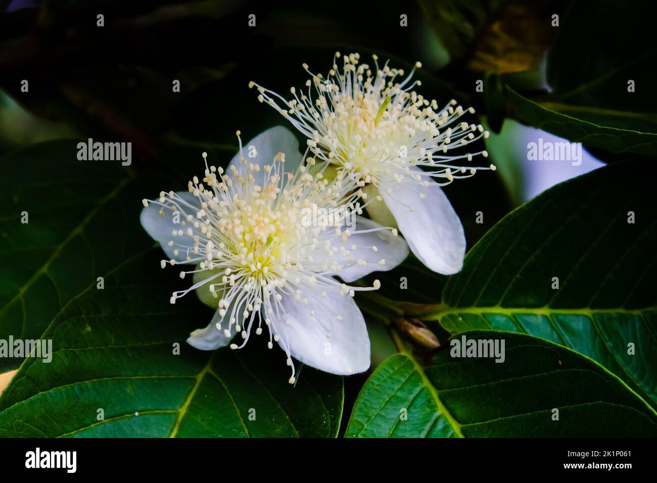 des fleurs de goyave très fraîches fleurissent le matin dans le jardin de l'agriculteur Banque D'Images