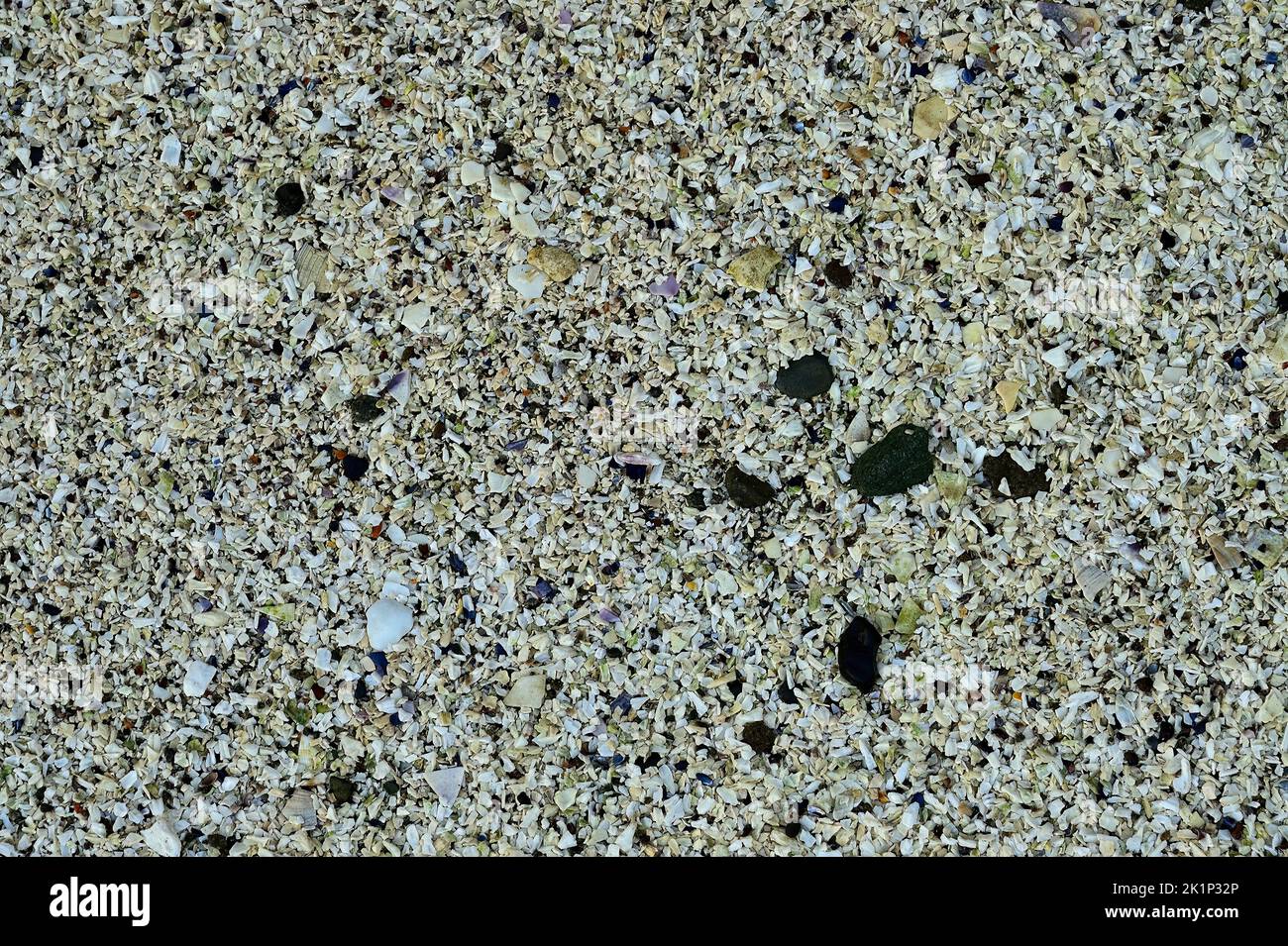Coquillages mourés par la marée sur une plage rocheuse sur l'île de Vancouver Colombie-Britannique Canada. Banque D'Images