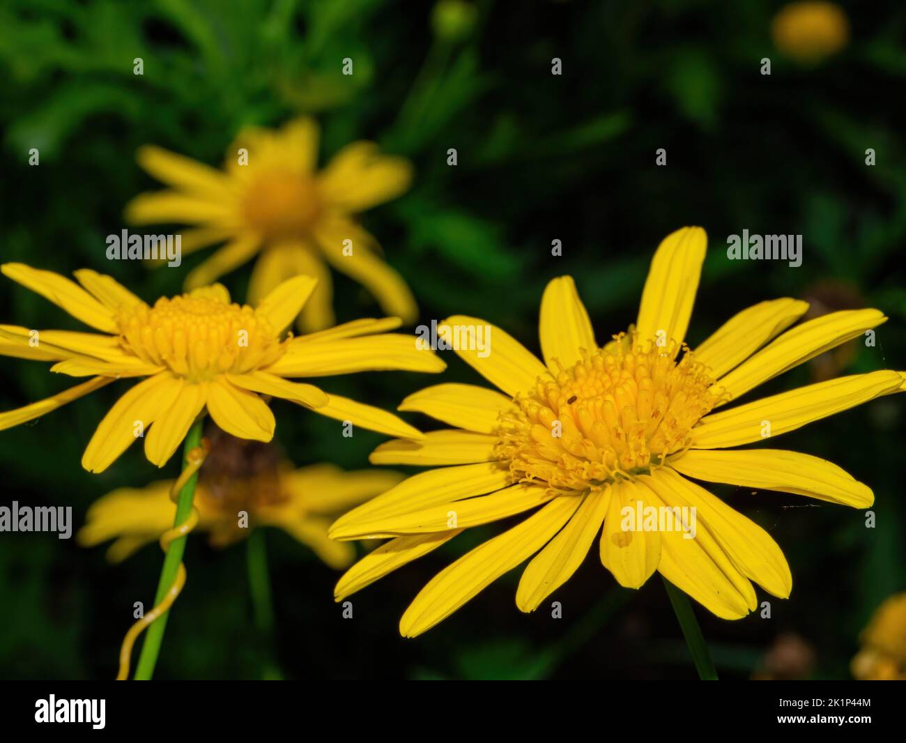 Gros plan de la fleur d'Euryops pectinatus à Matsu, Taïwan Banque D'Images