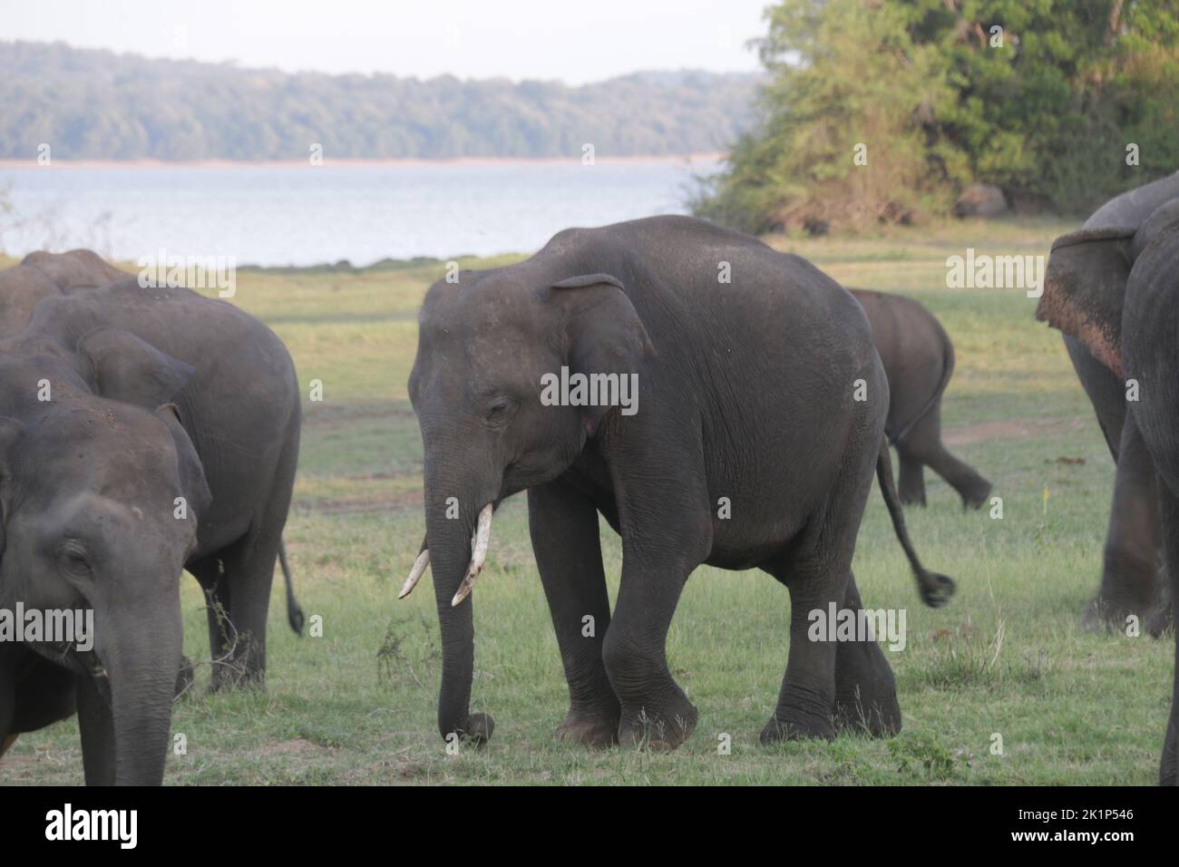 Éléphants et tuskers sri-lankais dans le parc national de Menneriya, Sri Lanka. Venez visiter le Sri Lanka. Banque D'Images