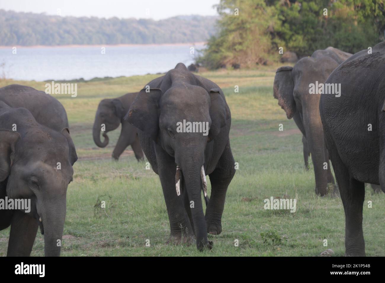 Éléphants et tuskers sri-lankais dans le parc national de Menneriya, Sri Lanka. Venez visiter le Sri Lanka. Banque D'Images