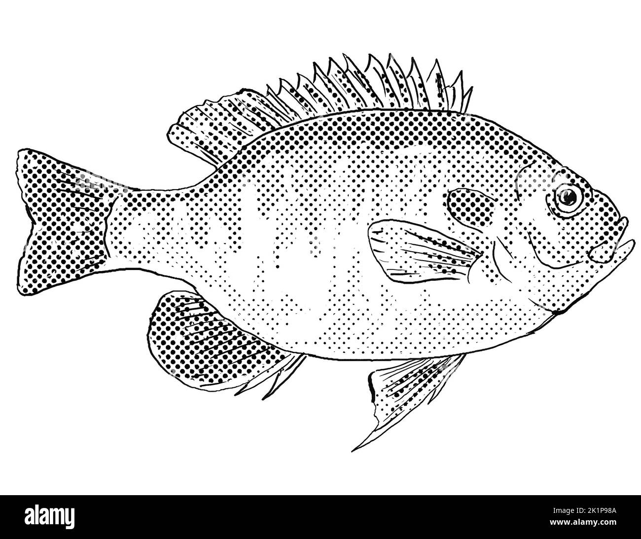 Dessin de style caricaturier d'un poisson-soleil à pois rouges Lepomis miniatus ou stumpknock poisson d'eau douce endémique à l'Amérique du Nord avec des pois de demi-teinte de merde Banque D'Images