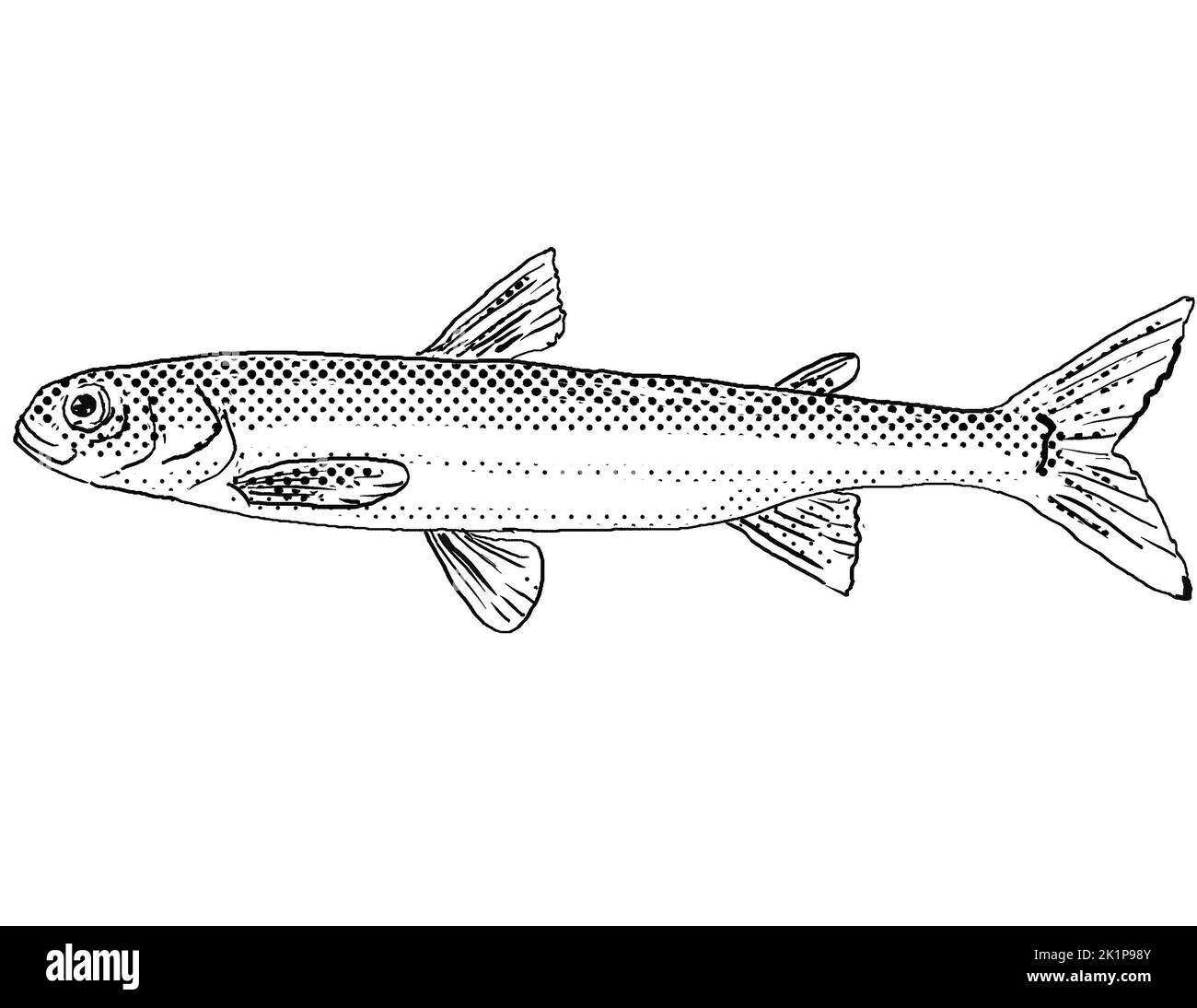Dessin de style caricaturé d'une éperlan pygmée ou spectre d'Osmerus un poisson d'eau douce endémique en Amérique du Nord avec des points de demi-teinte sur bac isolé Banque D'Images