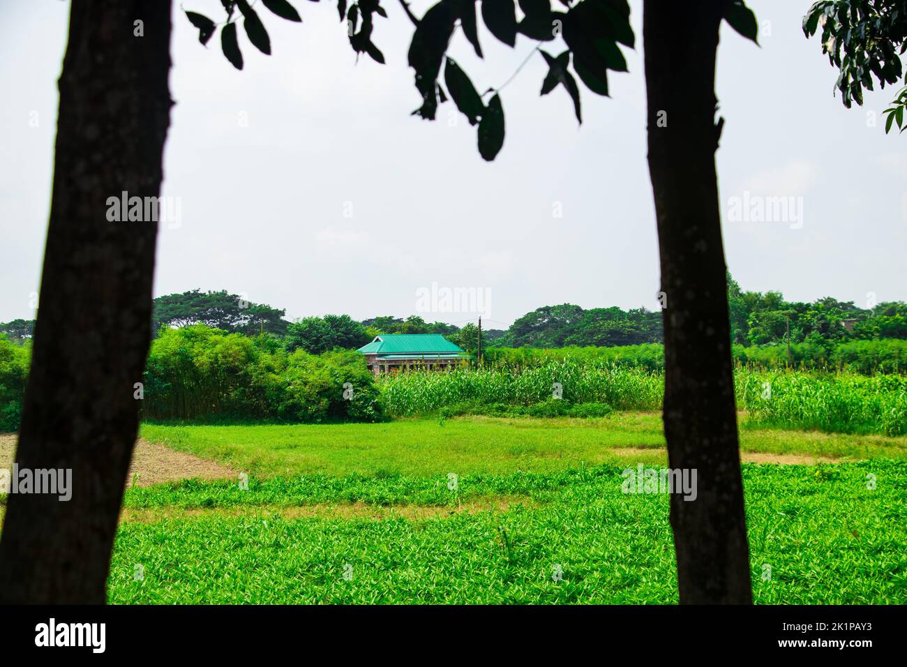 Magnifique village vert le long de champs verts, de forêts et d'une rivière. C'est un petit village appelé Rohitpur. J'ai pris cette photo sur 5 septembre 2022, fr Banque D'Images