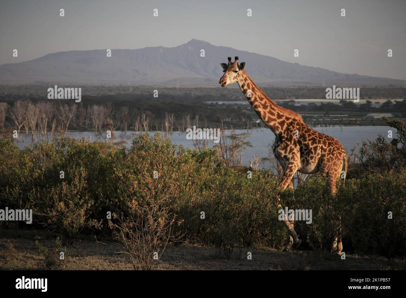 CLASSÉ - 19 août 2022, Kenya, Naivasha : une girafe traverse les buissons de l'île Crescent, au lac Naivasha, au nord-ouest de Nairobi. Le volcan Mont Longonot peut être vu en arrière-plan. Photo: Steffen Trumpf/dpa Banque D'Images