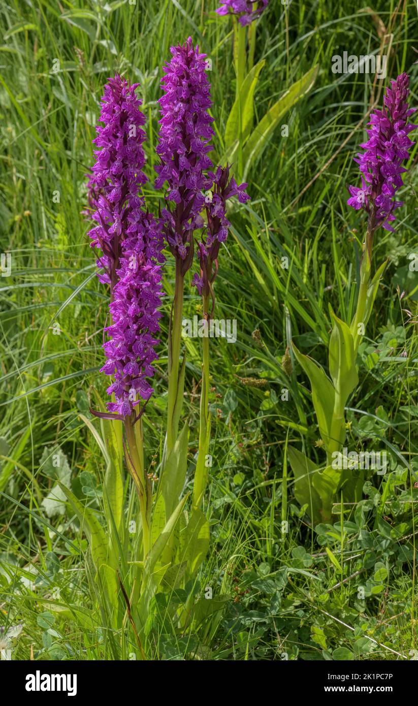 Partie d'un essaim hybride d'orchidées de marais, Dactylorhiza spp, sur le col du Pourtalet, impliquant probablement D. elata, D. maculata et D. majalis. Banque D'Images