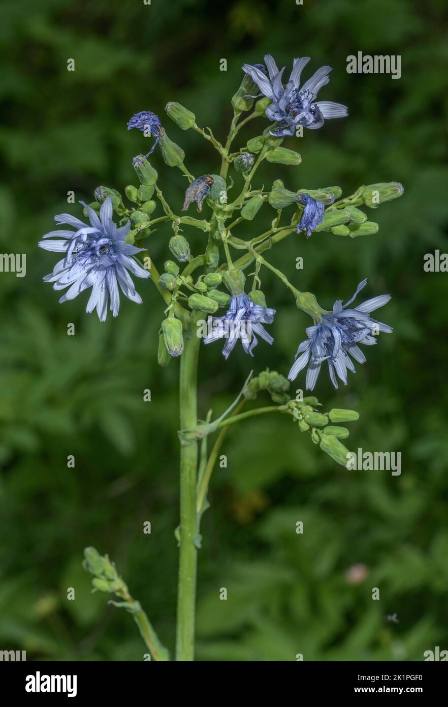 Chardon bleu sans cheveux, Cicerbita plumieri, en fleur dans les Pyrénées orientales. Banque D'Images