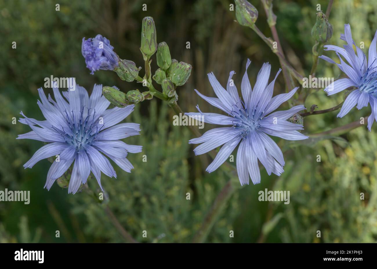 Chardon bleu sans cheveux, Cicerbita plumieri, en fleur dans les Pyrénées orientales. Banque D'Images