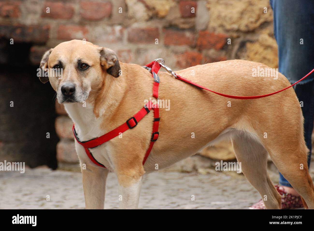 Gros plan d'un adorable chien brun sur une laisse rouge Banque D'Images