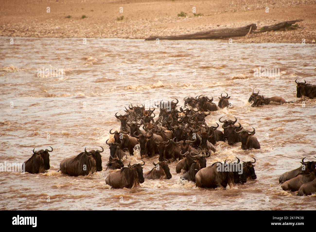 Les antilopes les plus sauvages de couleur bleue traversant la rivière Banque D'Images