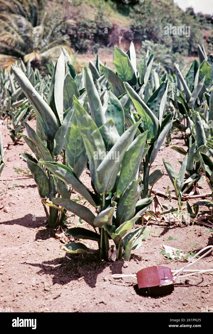 Plantes d'arrowroot, Maranta arundinacea, St Vincent, Iles du vent, Antilles, 1962 Banque D'Images
