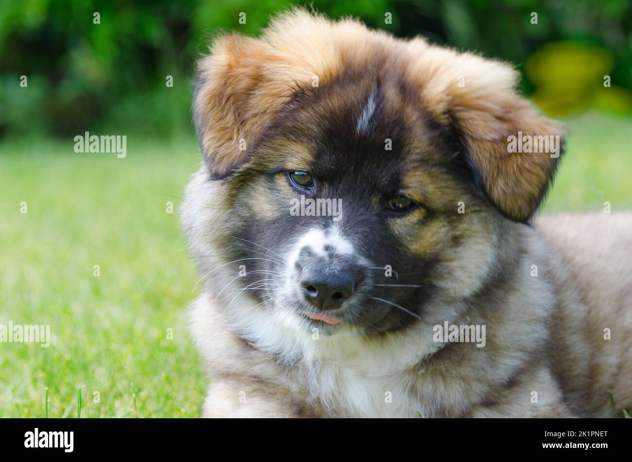 Un mignon petit chien de berger islandais allongé sur une herbe verte Banque D'Images