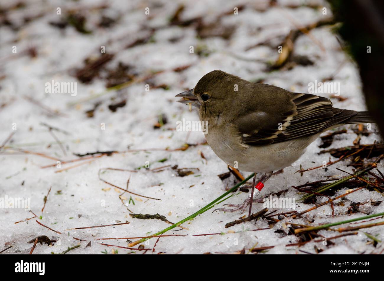 Grand Canaria bleu Chaffinch Fringilla polatzeki. Jeune femme mangeant sur le sol couvert de grêle. Tejeda. Grande Canarie. Îles Canaries. Espagne. Banque D'Images