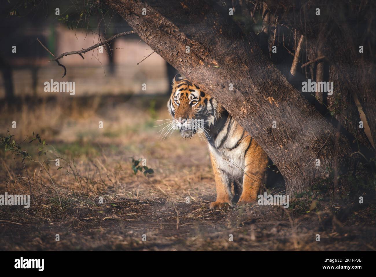 Gros plan d'un tigre derrière un arbre Banque D'Images