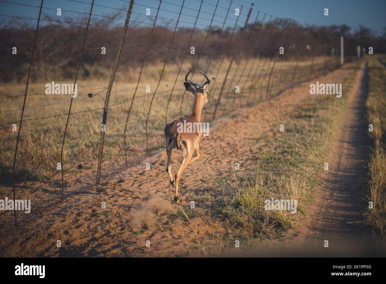 Vue arrière d'une antilope en cours d'exécution Banque D'Images