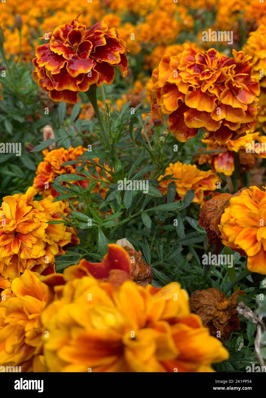 Une photo verticale de magnifiques fleurs de marigold Banque D'Images