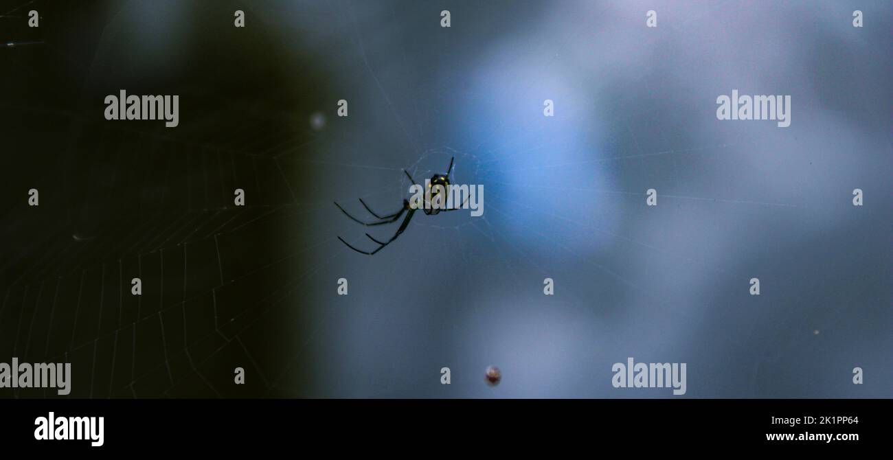 Cliché sélectif d'une araignée qui coud une toile Banque D'Images