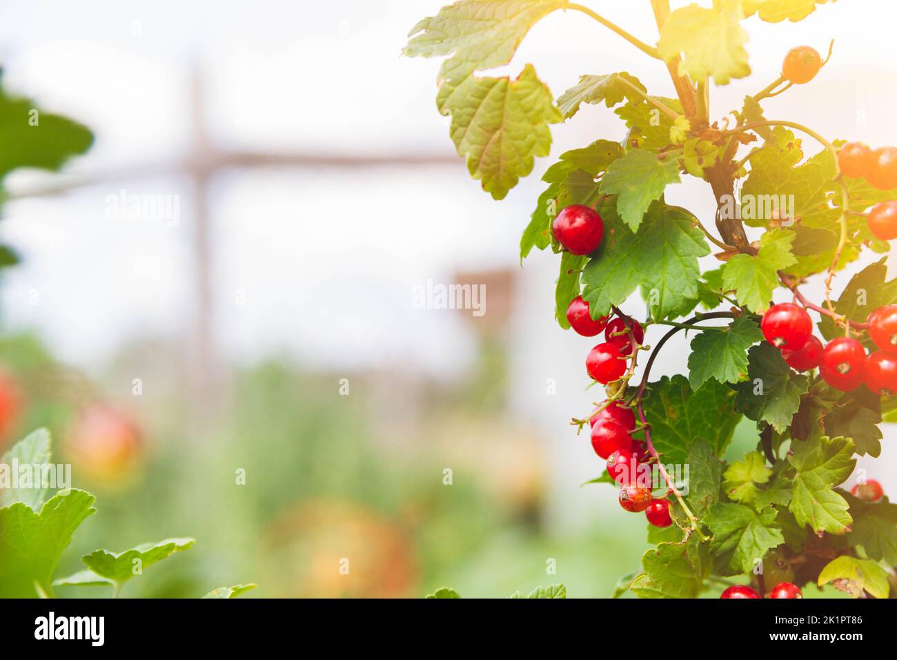 Cassis aux rayons de soleil. Baies mûres cultivées sans ogm. Banque D'Images