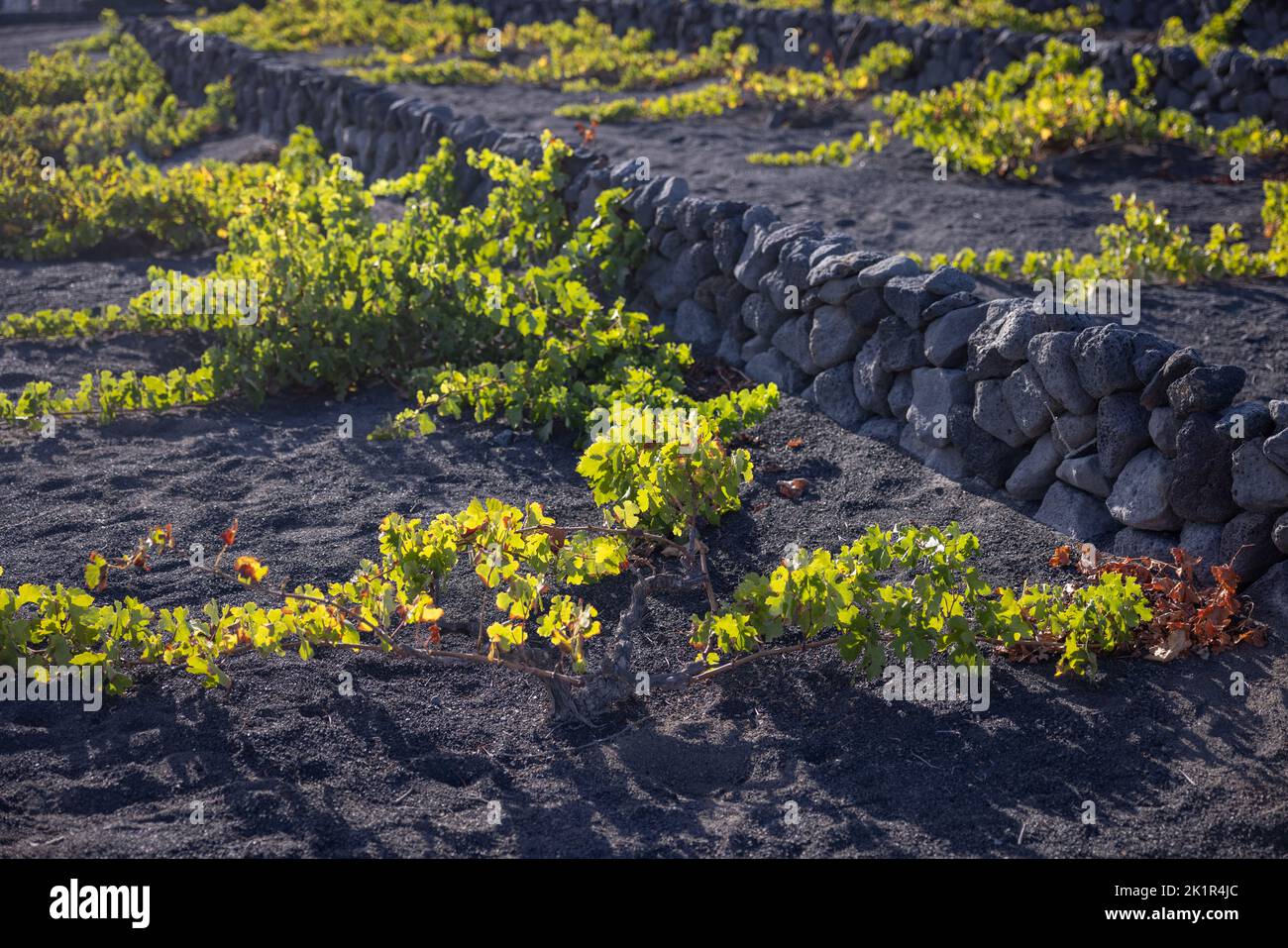 Vignoble typique de la région de la Geria sur l'île de Lanzarote protégeant les vignes contre les vents violents en construisant des murs de lave sto Banque D'Images