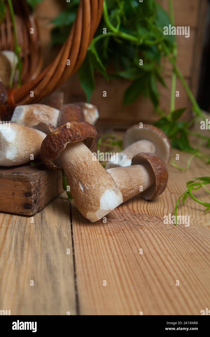 Culture de champignons comestibles de la forêt. Accent sélectif sur les