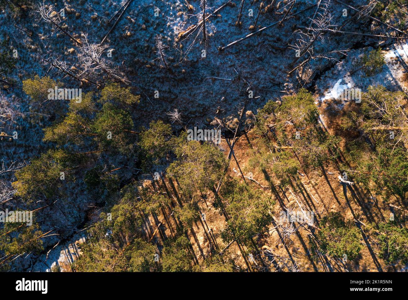 Photo aérienne de la forêt à feuilles persistantes en hiver avec la neige et le gel sur le sol à partir de drone pov, vue en grand angle du paysage Divcibare en Serbie Banque D'Images