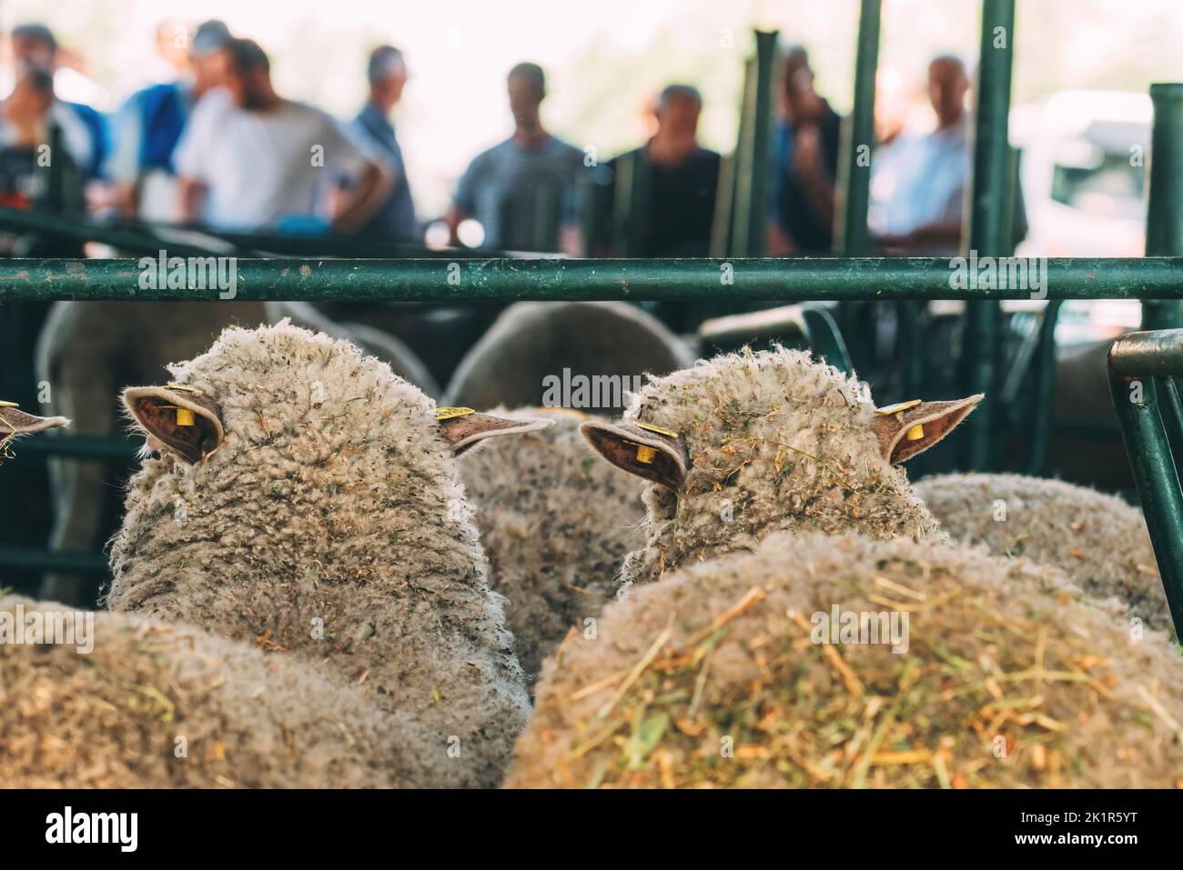 Troupeau de moutons en plume sur la foire agricole traditionnelle, foyer sélectif Banque D'Images