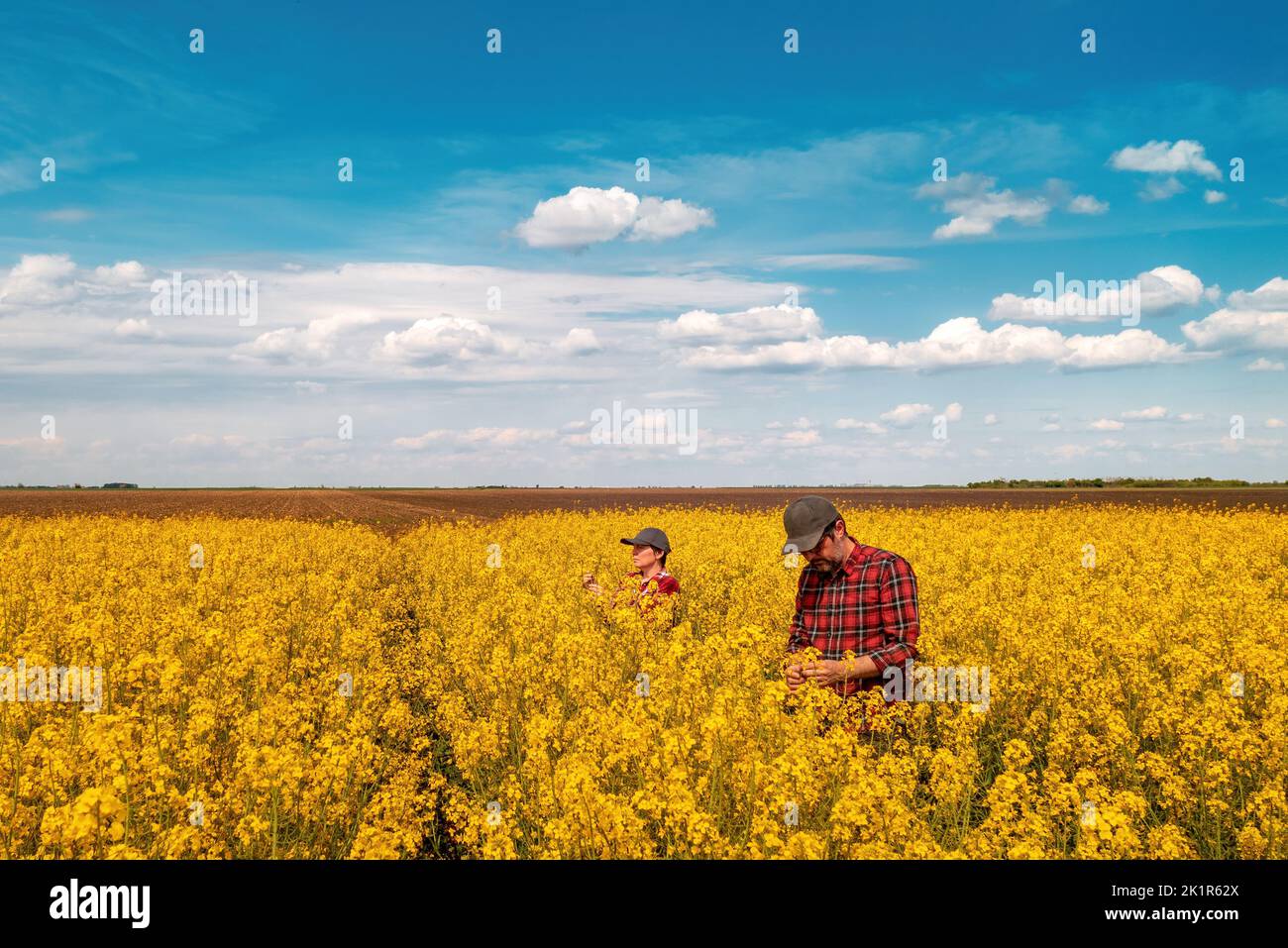 Vue en grand angle de deux ouvriers agricoles examinant des cultures en fleurs de champ de colza le jour de printemps ensoleillé, mâle et femelle fermier debout dans le cultivat Banque D'Images