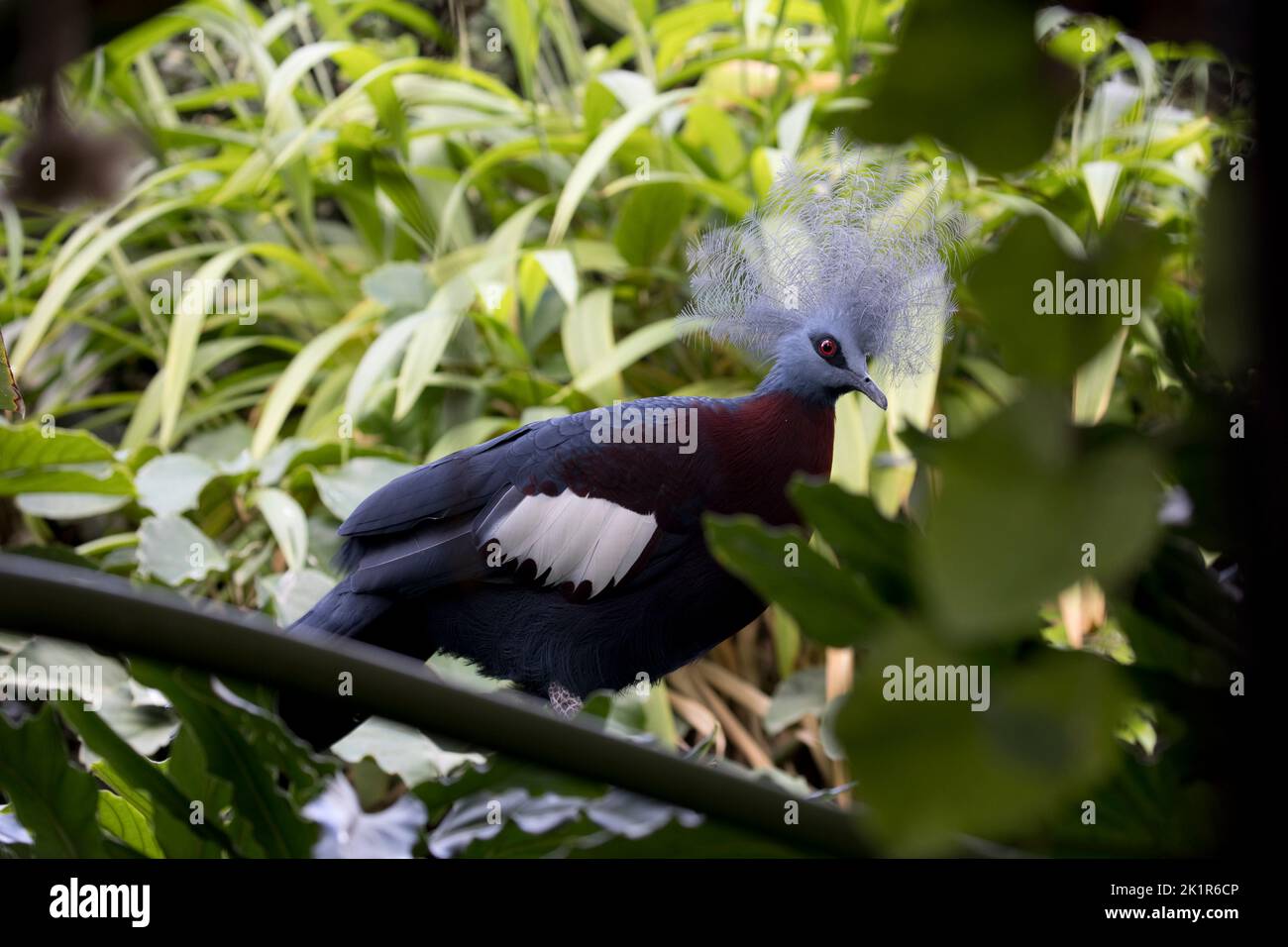 Pigeon couronné Goura cristata Cotswold Wildflife Park Royaume-Uni Banque D'Images