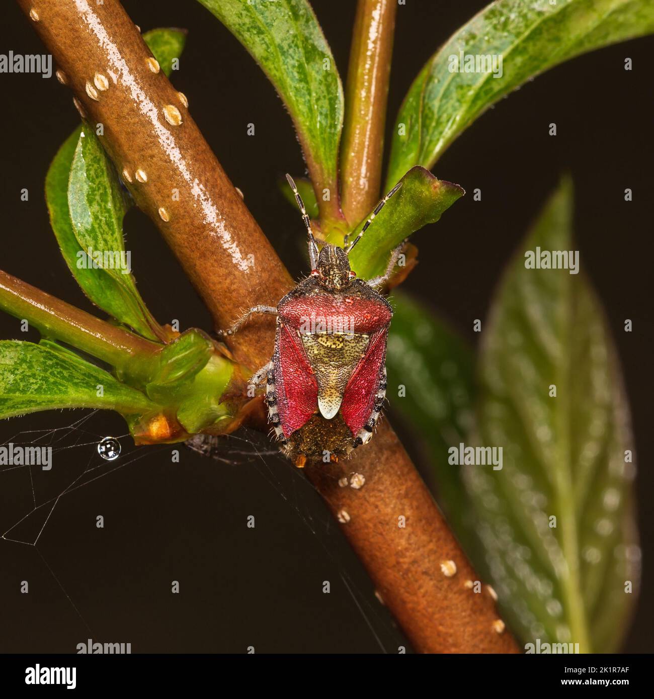 Un insecte de forêt rouge vif se trouve sur une branche de brousse. Photographie macro. Banque D'Images