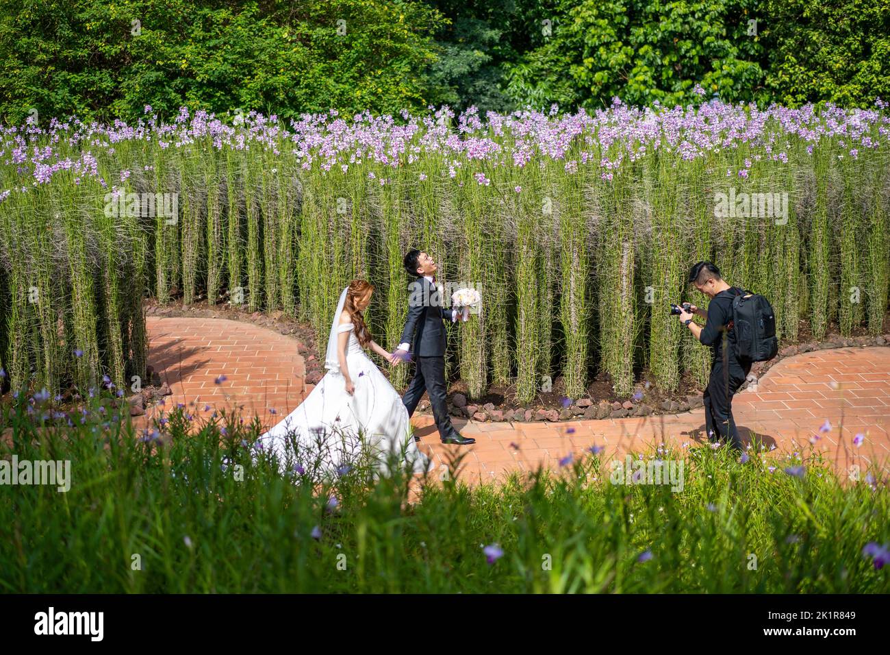 Couple ayant des photos de mariage prises dans les jardins botaniques de Singapour établis en 1859 et couvrant 82 hectares. Banque D'Images