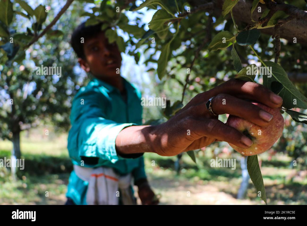 20 septembre 2022, Pulwama, Jammu-et-Cachemire, Inde : un agriculteur cachemiri cueille des pommes fraîches dans un verger pendant la saison de récolte à Pulwama. Les vergers du Cachemire produisent 1,2 millions de tonnes de pommes par an, le deuxième en importance en Inde. Les commerçants Apple disent que, au début de la saison, la demande et les taux de pommes étaient élevés, "mais cette année le marché est en baisse d'environ 40 pour cent. (Image de crédit : © Adil Abbas/ZUMA Press Wire) Banque D'Images